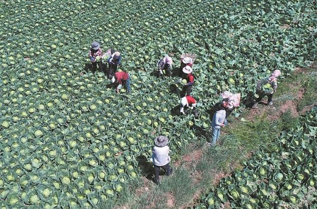 【輝煌“十四五” 改革譜新篇】“青字號”鏈通四海闖世界——青海“十四五”發展成就巡禮之四