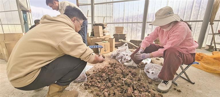 【四中全會精神在基層】西寧洋姜“土味”出圈