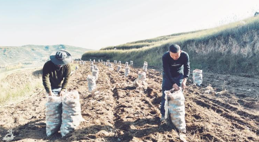 土豆破土生金 蠶豆飄香引客——西寧市湟中區(qū)海子溝鄉(xiāng)“雙豆”產(chǎn)業(yè)奏響豐收贊歌