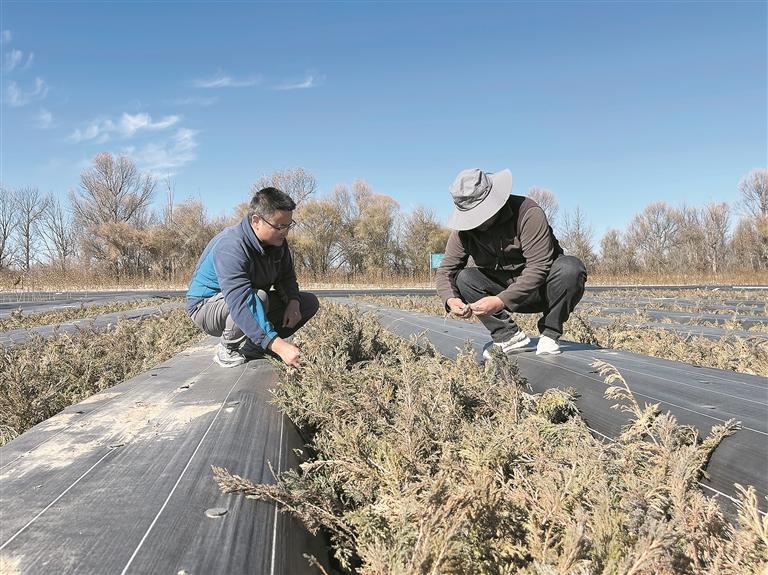 【新時代 新征程 新偉業·高質量發展調研行】破“寒”而生:青海高寒沙區的治沙智慧——青海全力推進“三北”工程攻堅戰系列報道之二