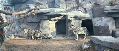 西寧野生動物園豹館煥新開放