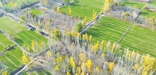 初冬,青海尖扎縣3500畝冬小麥滿目翠綠