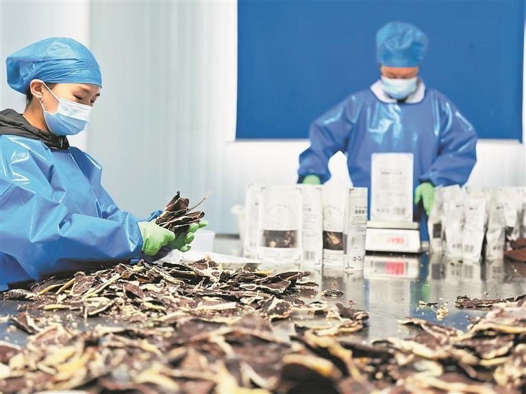 【新時代 新征程 新偉業·高質量發展調研行】“三鏈”融合破局 高原珍品“出山”——青海縣域經濟發展觀察·瑪沁篇