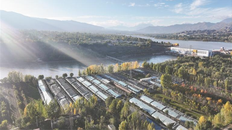 【家住黃河源】他“一拍腦門”,種出個“熱帶果園”