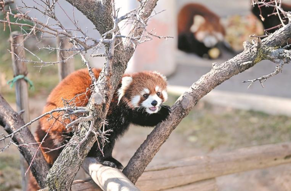 青藏高原野生動物園:小熊貓溫暖過冬