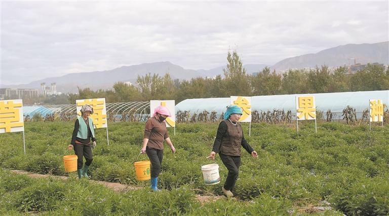 【家住黃河源】“高冷”尖扎長出“熱帶奇跡”