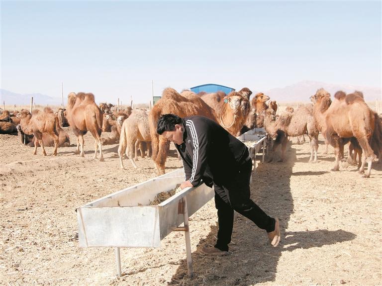 阿依提別克在拌草料。本報(bào)實(shí)習(xí)記者 朱煒明 攝