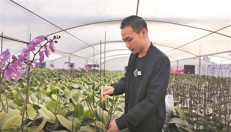 【家住黃河源】黃河調(diào)溫 高原綻蘭