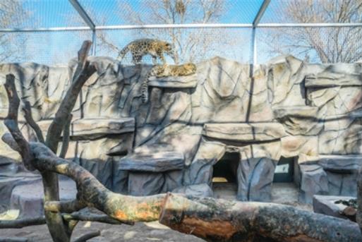 公益力量共筑雪豹仿野生家園 西寧野生動(dòng)物園新豹館正式交付