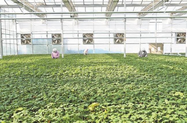 西寧:優質草莓苗暢銷省內外