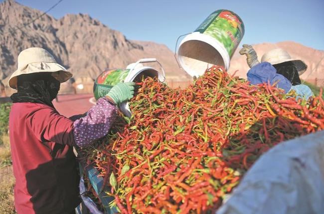 【家住黃河源】“一核兩椒”富循化