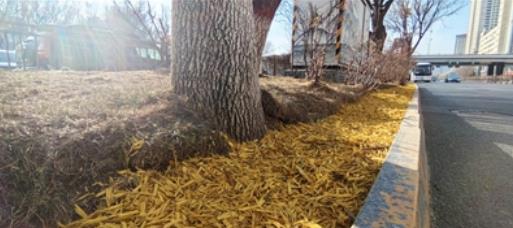 青海西寧市:鋪上彩色“地毯”扮靚冬日街頭