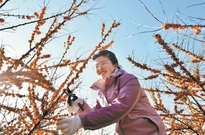 【鄉(xiāng)村振興在青海】“小金果”串起鄉(xiāng)村振興“大鏈條”