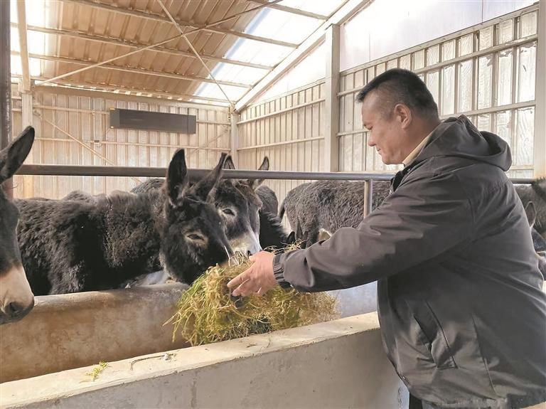 投喂黑驢。本報(bào)記者 欒雨嘉 攝